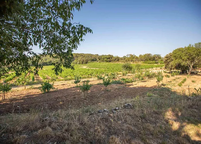 Cabane Des Vignes